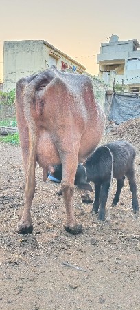 ભેંસ વેચવાની છે