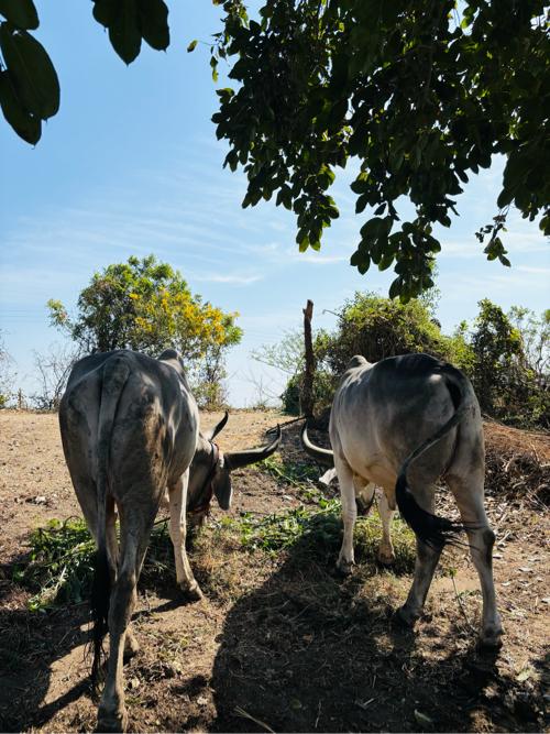 Aa balda vechavana  che