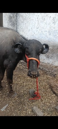 थंबनेल 2