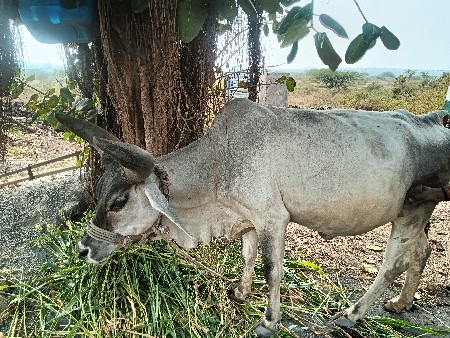 હોડકિ વેચવાની છે