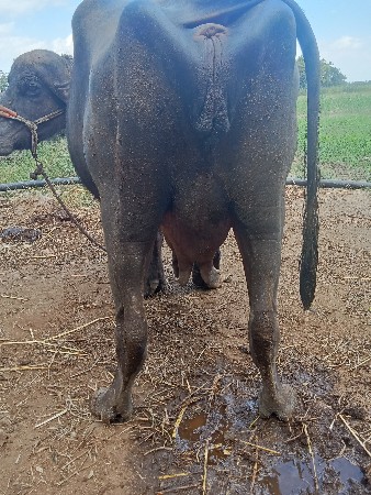 थंबनेल 3