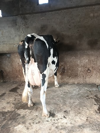 આ બે ગાયો વેચવાની છે