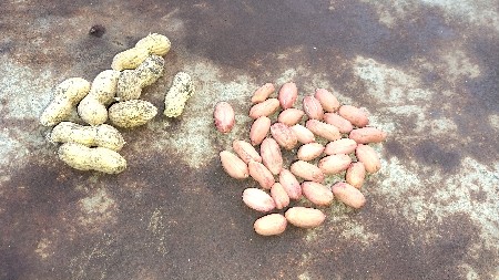 39 નંબર મગફળી