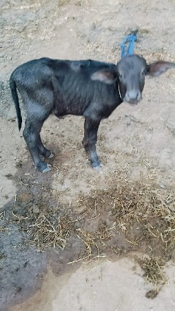 थंबनेल 3