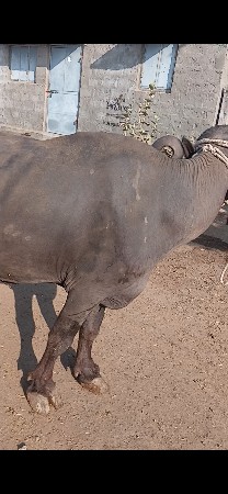 વેચાવ શે