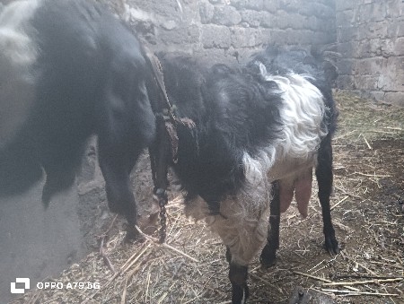 थंबनेल 3