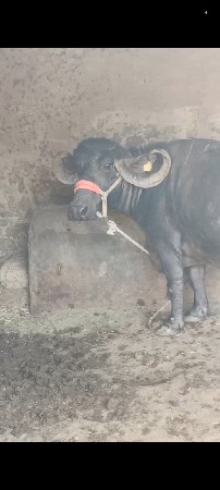 थंबनेल 2