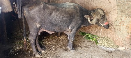 બીજી વેતર ની છે