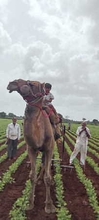 ધનાભાઈ