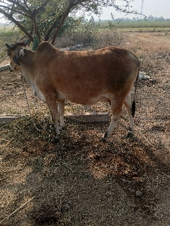 ગાય વેચવાની છે