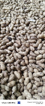 girnar4 madvi
15.2 no utaro