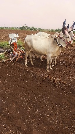 બીજી ધરના છે