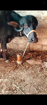 બીજા વેતર માં 4 ભેંસ વેસવા ની