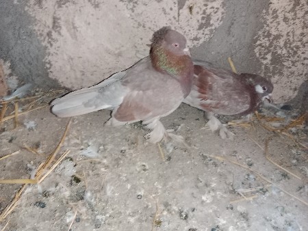 કબૂતર વેચવાના છે