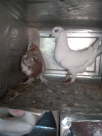 થંબનેલ 2