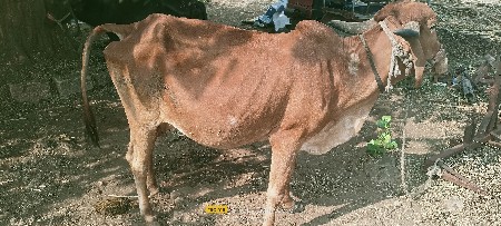 थंबनेल 2