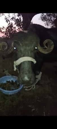 थंबनेल 2