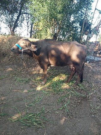 थंबनेल 3