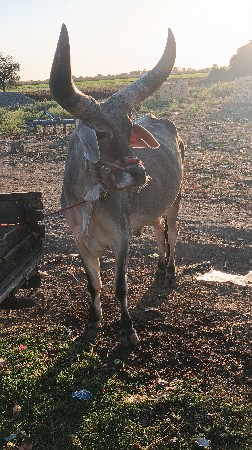 थंबनेल 2