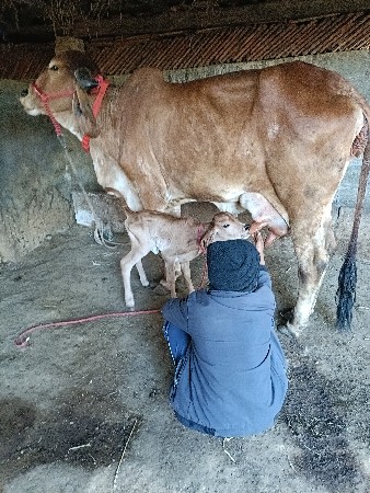 ગીર ગાય વેચવાની છે