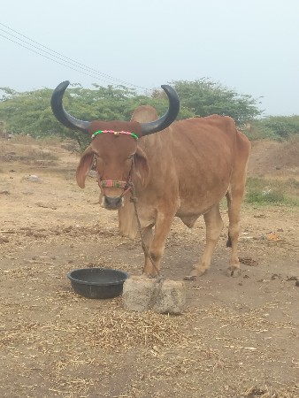 ફુલ જવાબદારી થી બળદ વેચવાનો છે કે