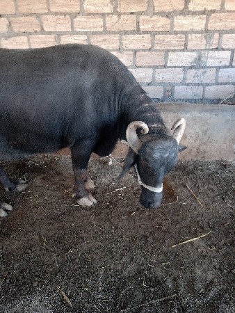 ભેંસ વેચવાની છે