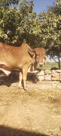 બળદ વેચવાનો છે