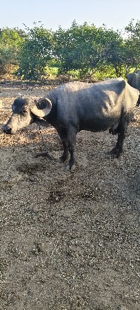 આ ભેંસ વેચવાની છે