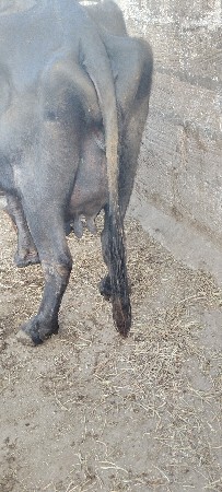 3વેતર વ્યાસે