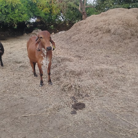 थंबनेल 3