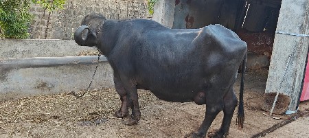 थंबनेल 2