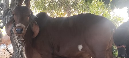 થંબનેલ 3