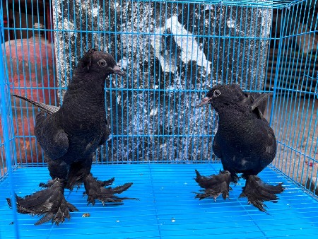 थंबनेल 2