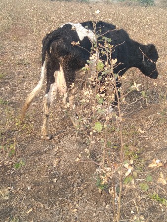 જસી ગાય વેશવાની શે