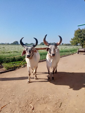 थंबनेल 3