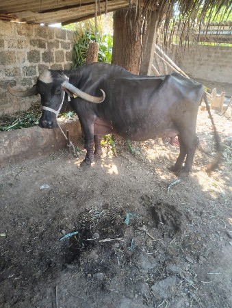 ગીર સોમનાથ સોનારીયા