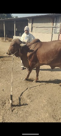 વેચવાની છે