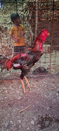 થંબનેલ 2