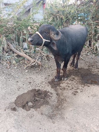 પાડો વેંચવાનો છે