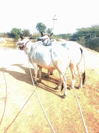 थंबनेल 3