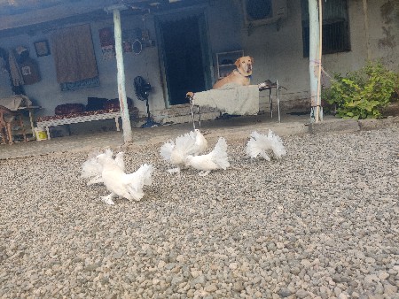 થંબનેલ 3