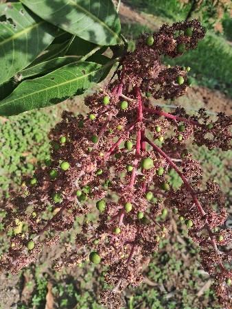 બગીચો
આબા