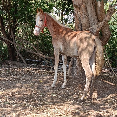 થંબનેલ 3