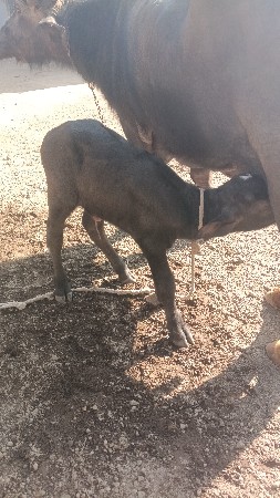 थंबनेल 2