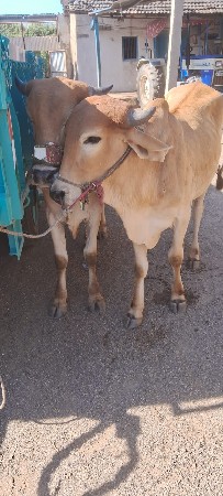 થંબનેલ 2