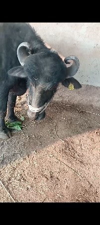 थंबनेल 3