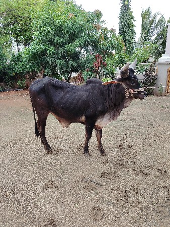 બળદ વેચવાનો છે