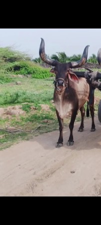 थंबनेल 3