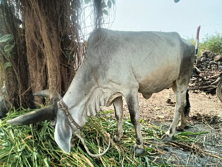 થંબનેલ 2