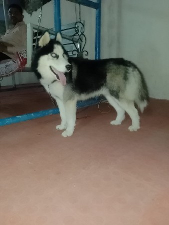 saybriya haski dog apva nu che